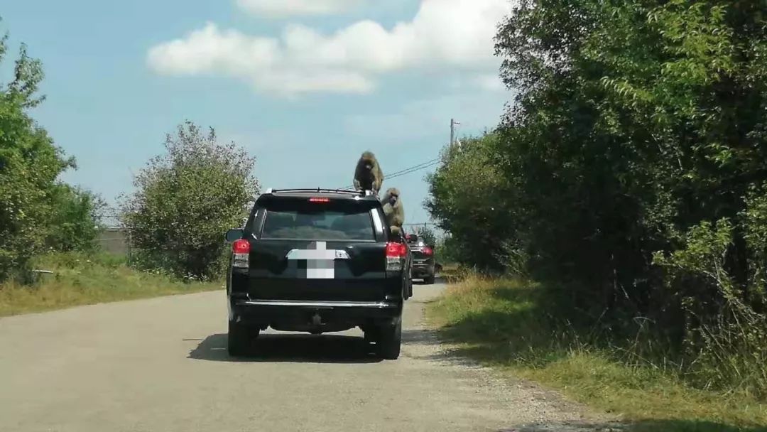 为长周末操碎心：野生动物园Safari一日游打卡实拍攻略