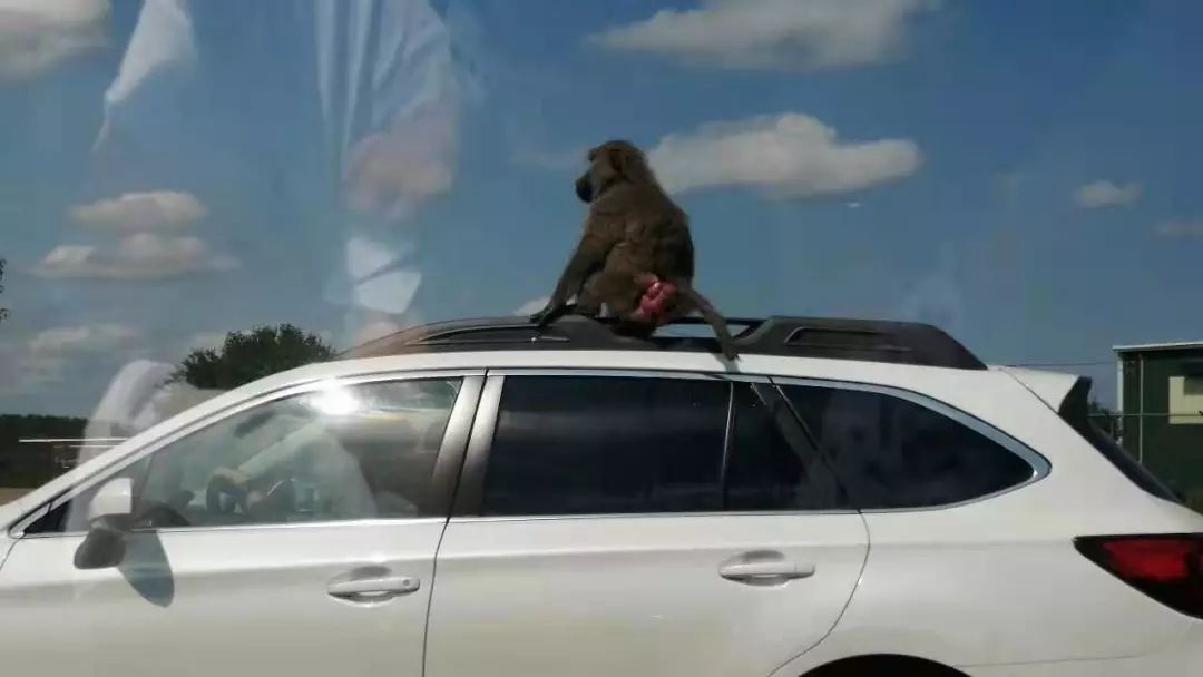 为长周末操碎心：野生动物园Safari一日游打卡实拍攻略