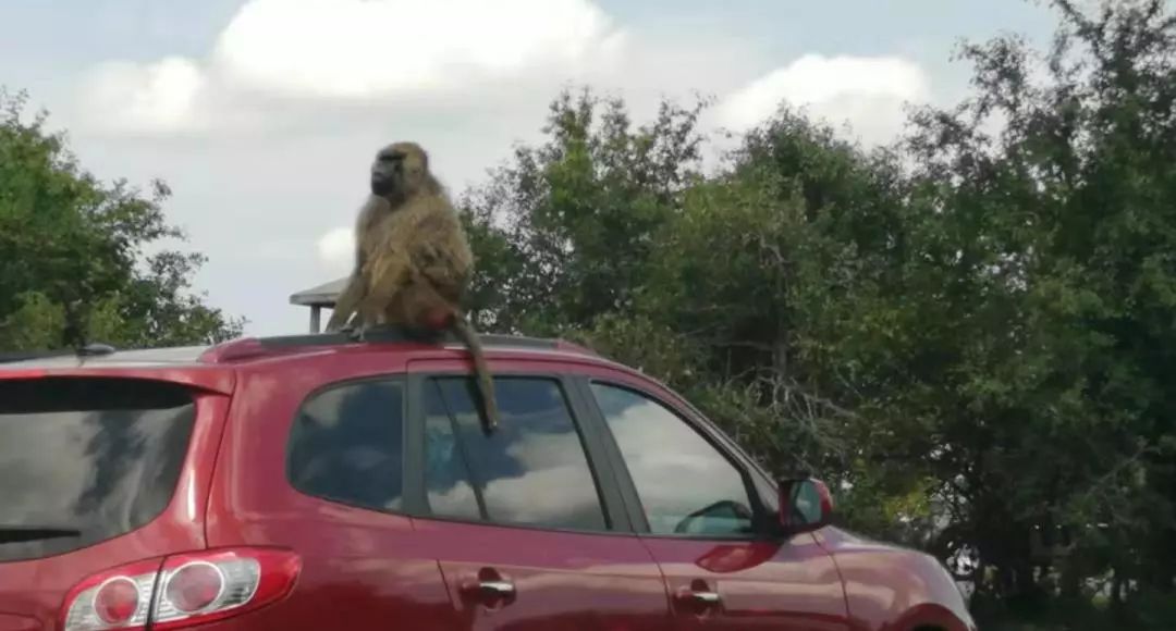 为长周末操碎心：野生动物园Safari一日游打卡实拍攻略