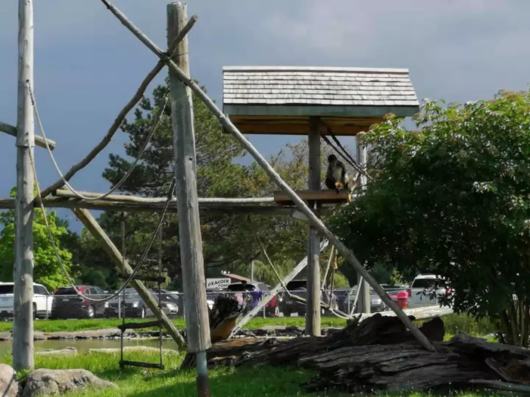 为长周末操碎心：野生动物园Safari一日游打卡实拍攻略