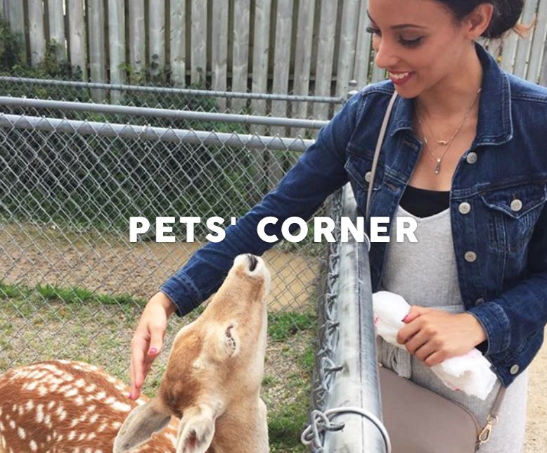 为长周末操碎心：野生动物园Safari一日游打卡实拍攻略