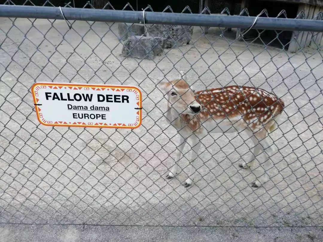 为长周末操碎心：野生动物园Safari一日游打卡实拍攻略