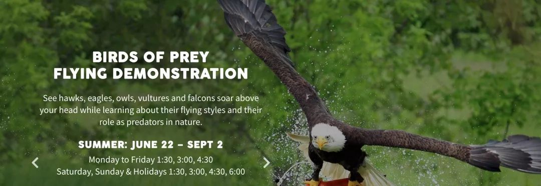 为长周末操碎心：野生动物园Safari一日游打卡实拍攻略