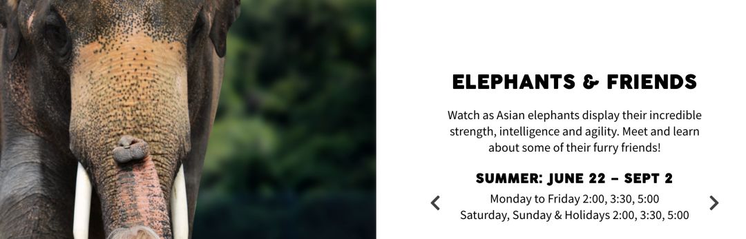 为长周末操碎心：野生动物园Safari一日游打卡实拍攻略