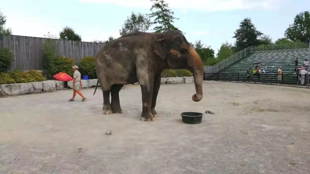 为长周末操碎心：野生动物园Safari一日游打卡实拍攻略