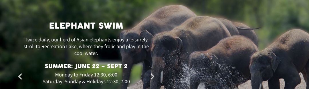 为长周末操碎心：野生动物园Safari一日游打卡实拍攻略