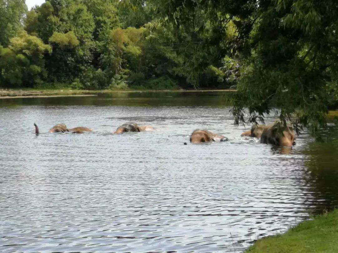 为长周末操碎心：野生动物园Safari一日游打卡实拍攻略