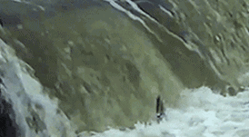 多伦多观赏三文鱼洄游最佳地：励志大神们又回来了！