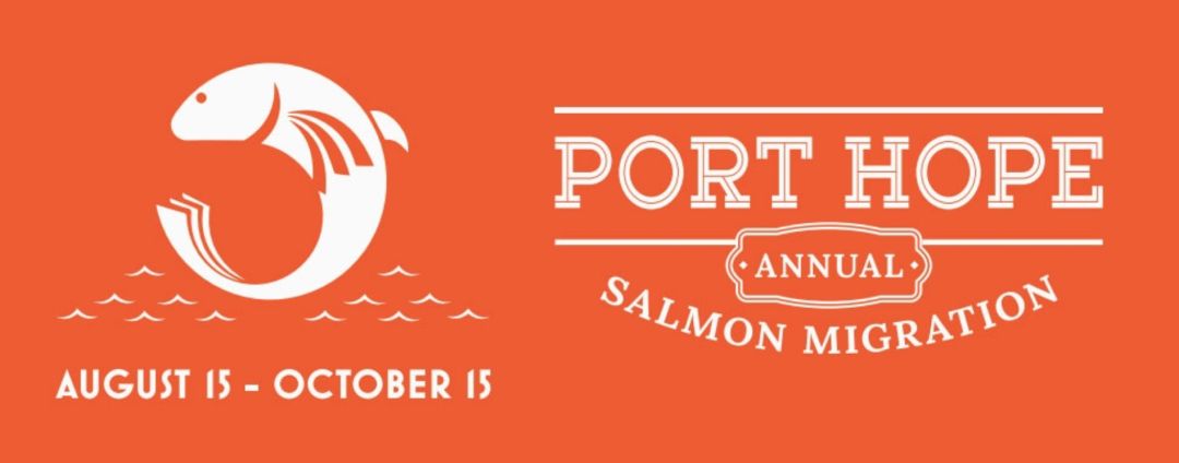 多伦多观赏三文鱼洄游最佳地：励志大神们又回来了！