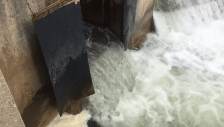 多伦多观赏三文鱼洄游最佳地：励志大神们又回来了！