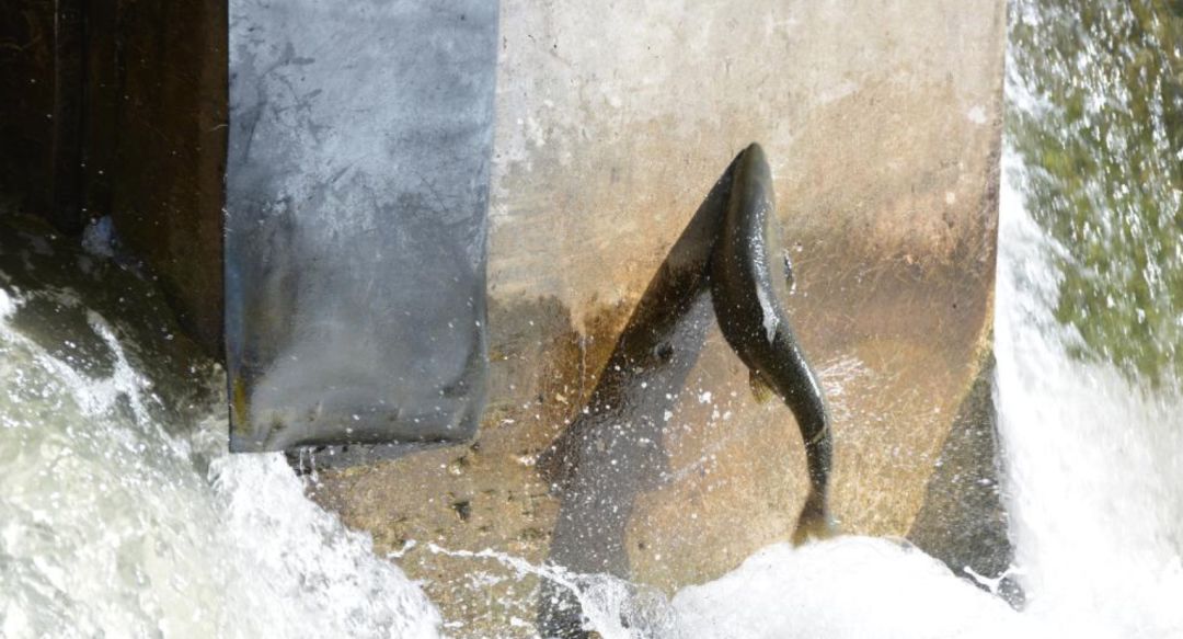 多伦多观赏三文鱼洄游最佳地：励志大神们又回来了！