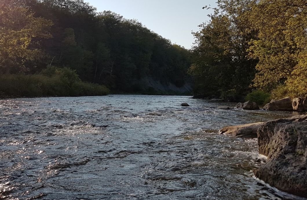 多伦多观赏三文鱼洄游最佳地：励志大神们又回来了！