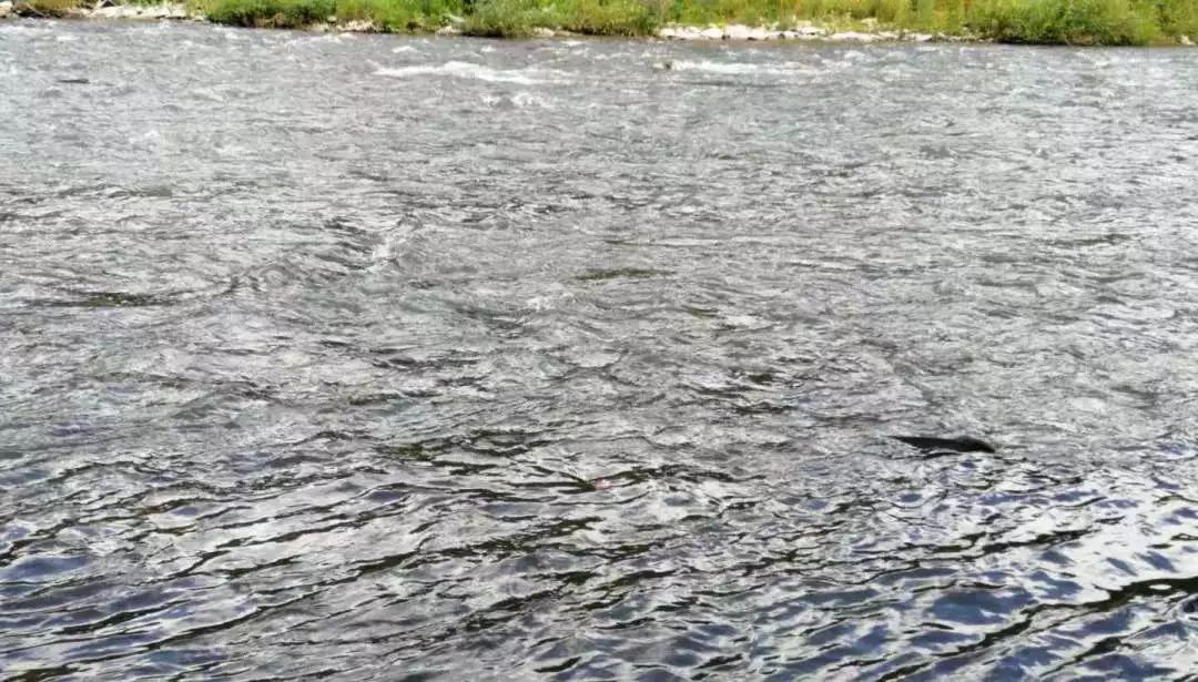 多伦多观赏三文鱼洄游最佳地：励志大神们又回来了！