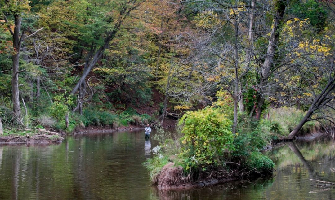 多伦多观赏三文鱼洄游最佳地：励志大神们又回来了！