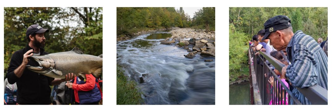 多伦多观赏三文鱼洄游最佳地：励志大神们又回来了！