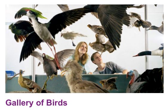 ROM博物馆免费玩！小本本上记好这几个日子！