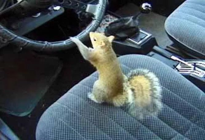 崩溃！松鼠在我车里盖了个窝！你咋不上天呢？