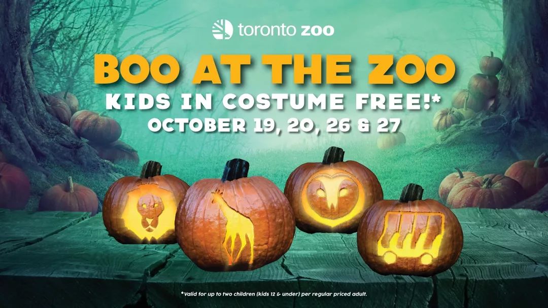 Boo！连续两个周末！多伦多动物园儿童免费入园哦～