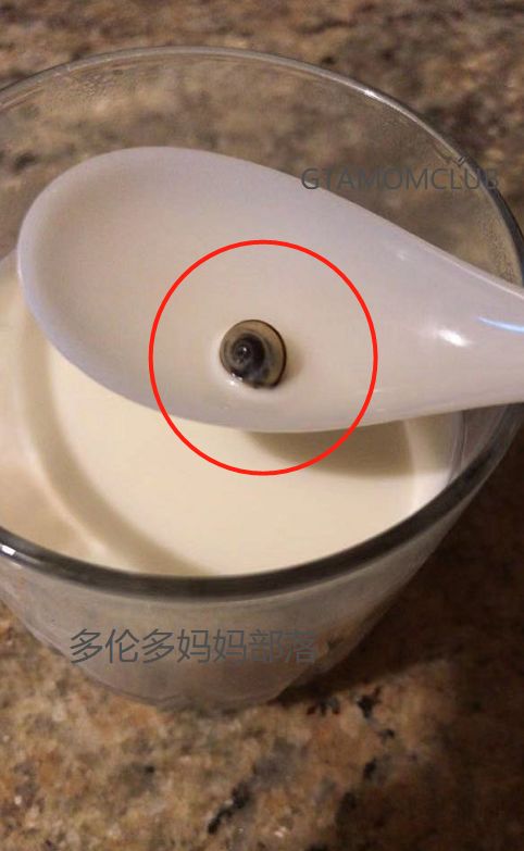 爆料:Costco的牛奶又双叒出事了!竟然喝出了蜗牛! 爆料:Costco的牛奶又双叒出事了!竟然喝出了蜗牛!