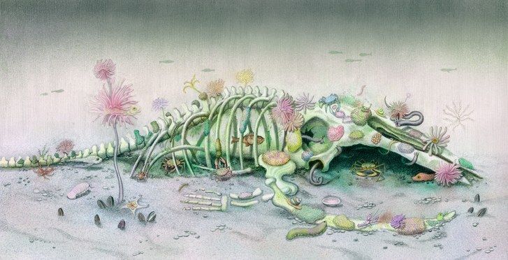 一鲸落，万物生！这是世界上最浪漫的死亡···
