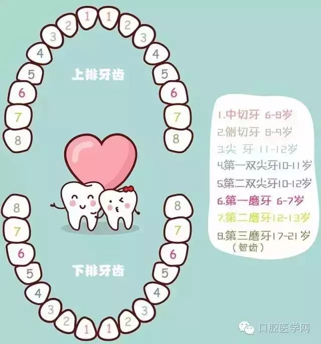 【收藏】宝宝换牙时间表，换牙期家长必须储备的最全攻略