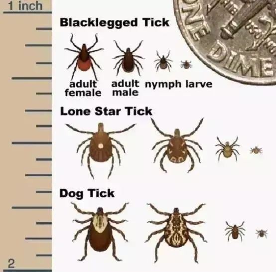 孩子被咬一口就全身麻痹瘫痪，这种吸血小虫又回归土狼屯！