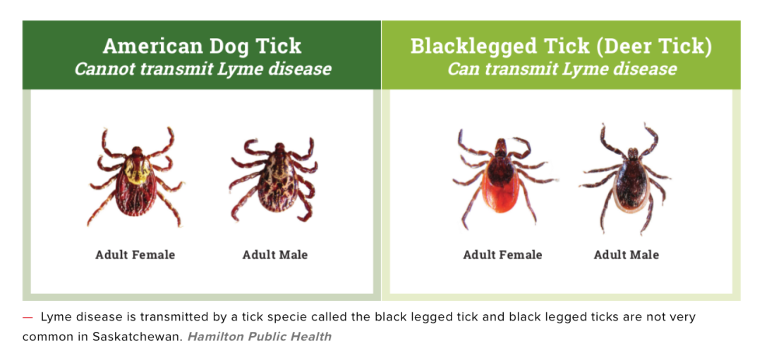 孩子被咬一口就全身麻痹瘫痪，这种吸血小虫又回归土狼屯！