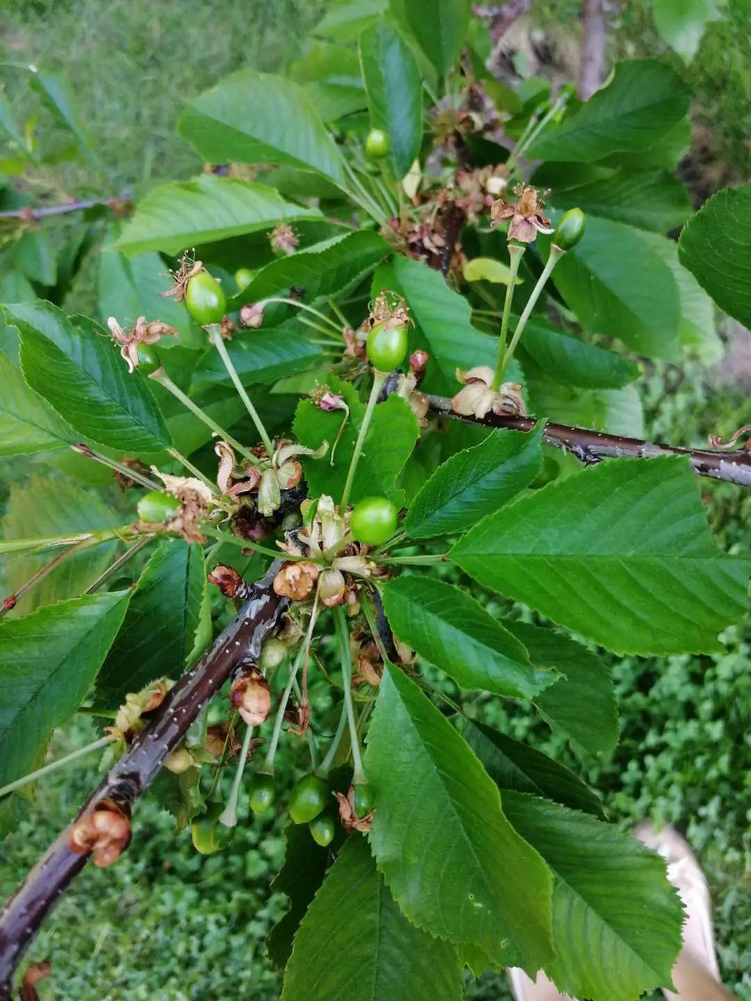 养花种菜有虫子？试试这些自制杀虫剂，家里就有！