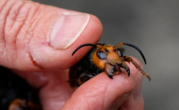 孩子被咬一口就全身麻痹瘫痪，这种吸血小虫又回归土狼屯！