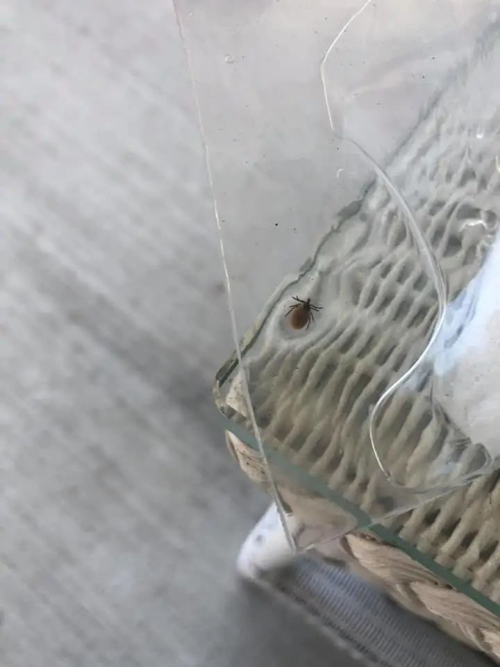 孩子被咬一口就全身麻痹瘫痪，这种吸血小虫又回归土狼屯！