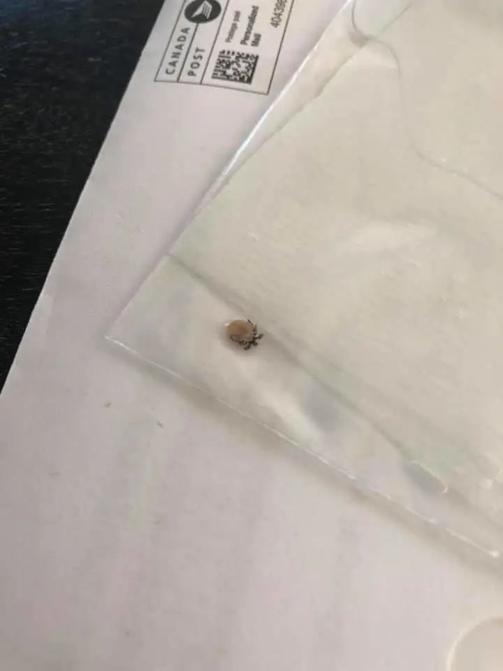 孩子被咬一口就全身麻痹瘫痪，这种吸血小虫又回归土狼屯！