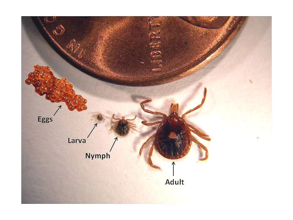 孩子被咬一口就全身麻痹瘫痪，这种吸血小虫又回归土狼屯！