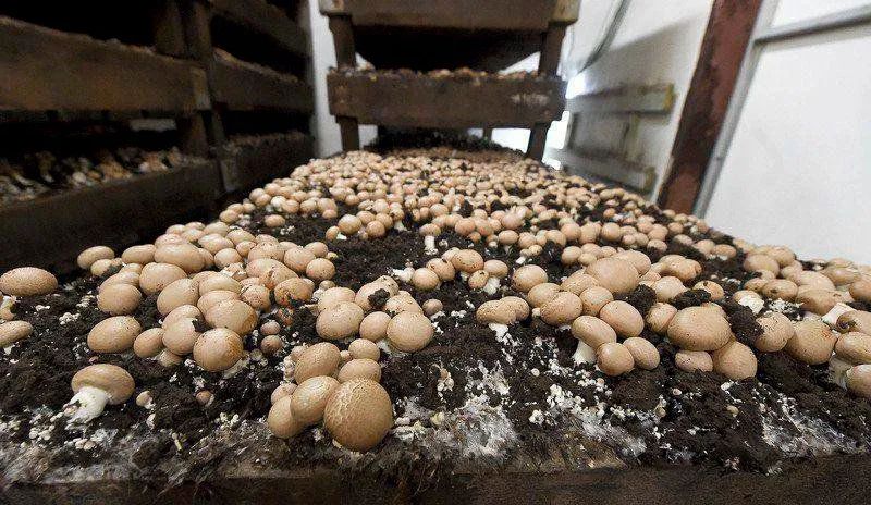 加拿大农业食品项目紧缺工作机会,申请人还在等什么? 加拿大农业食品项目紧缺工作机会,申请人还在等什么?