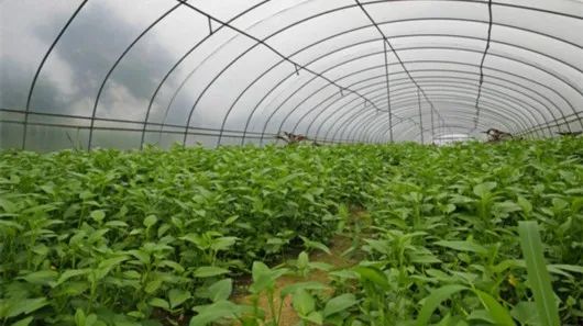 加拿大农业食品项目紧缺工作机会,申请人还在等什么? 加拿大农业食品项目紧缺工作机会,申请人还在等什么?