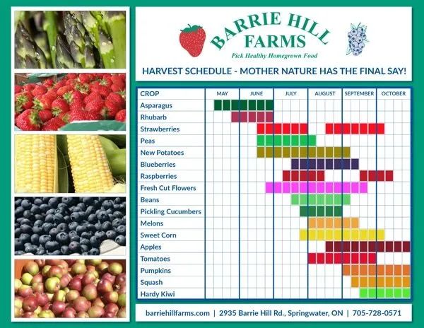 今年还能摘水果吗？多伦多周边12个的农场疫情期间开放盘点！