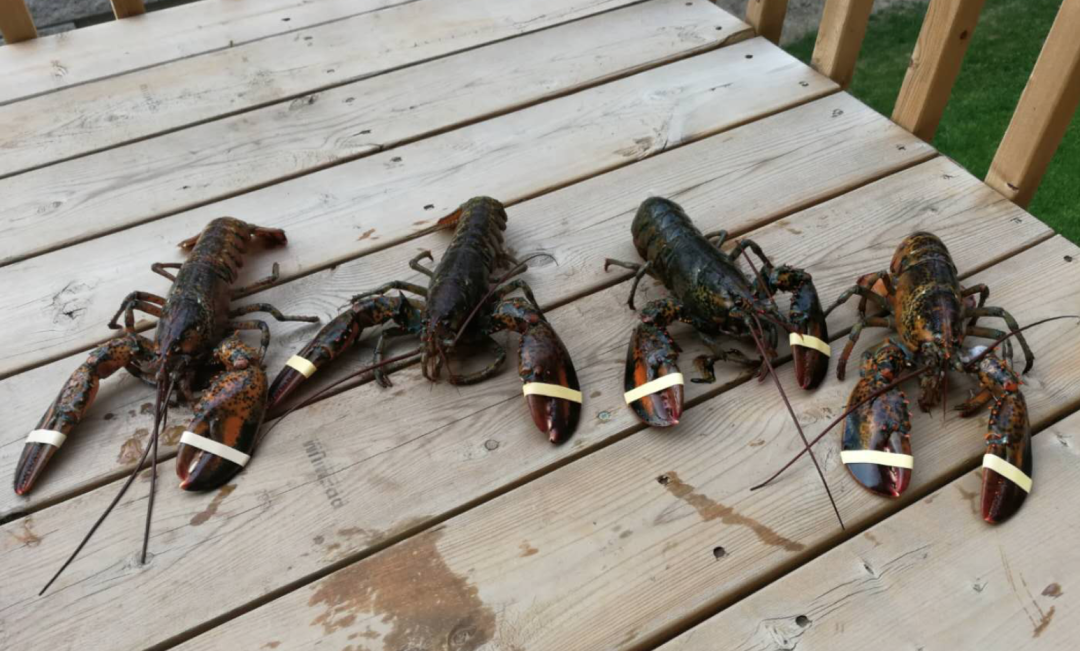 各大超市特价精选之爸爸篇：樱桃、龙虾、大粽子