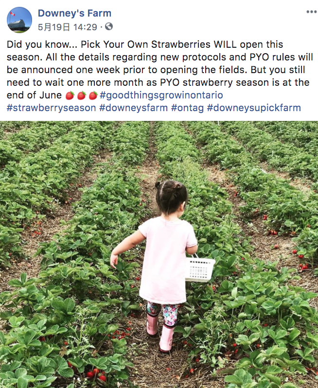 今年还能摘水果吗？多伦多周边12个的农场疫情期间开放盘点！
