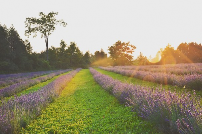 加拿大农业食品项目紧缺工作机会,申请人还在等什么? 加拿大农业食品项目紧缺工作机会,申请人还在等什么?