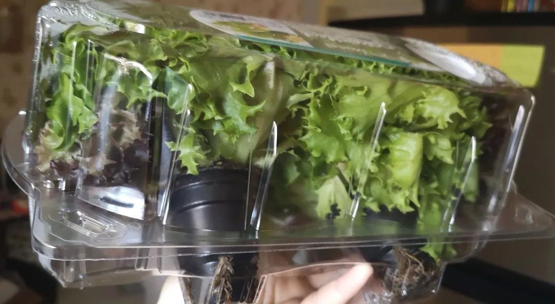 【吃货江湖】Costco这款网红神仙酱，惊艳了！草都能吃出彩虹味儿！