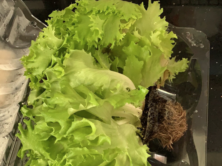 【吃货江湖】Costco这款网红神仙酱，惊艳了！草都能吃出彩虹味儿！