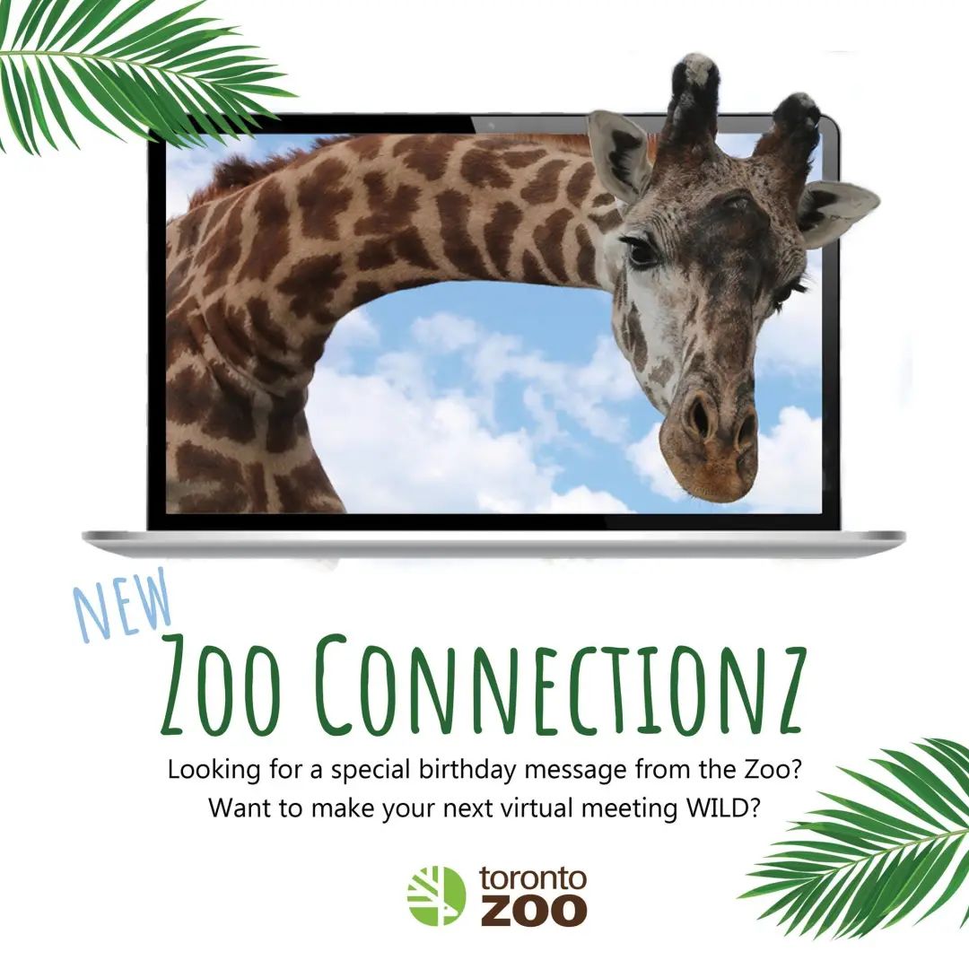 灯丝儿快来!多伦多动物园的“尸香魔芋”要开花了! 灯丝儿快来!多伦多动物园的“尸香魔芋”要开花了!