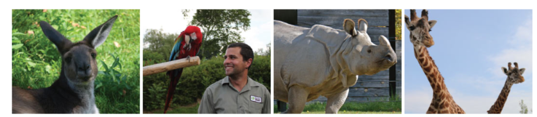 灯丝儿快来!多伦多动物园的“尸香魔芋”要开花了! 灯丝儿快来!多伦多动物园的“尸香魔芋”要开花了!