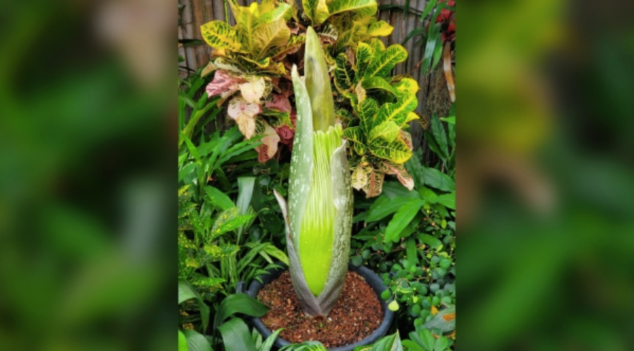 灯丝儿快来!多伦多动物园的“尸香魔芋”要开花了! 灯丝儿快来!多伦多动物园的“尸香魔芋”要开花了!