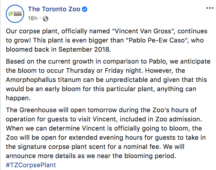 灯丝儿快来!多伦多动物园的“尸香魔芋”要开花了! 灯丝儿快来!多伦多动物园的“尸香魔芋”要开花了!