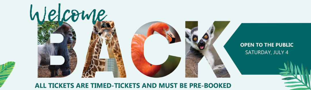 灯丝儿快来!多伦多动物园的“尸香魔芋”要开花了! 灯丝儿快来!多伦多动物园的“尸香魔芋”要开花了!