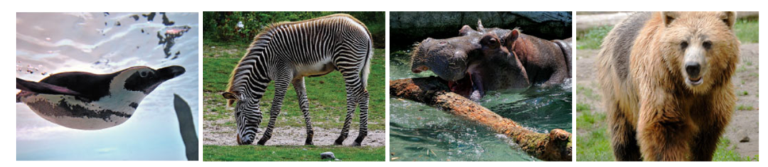 灯丝儿快来!多伦多动物园的“尸香魔芋”要开花了! 灯丝儿快来!多伦多动物园的“尸香魔芋”要开花了!