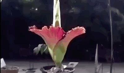 灯丝儿快来!多伦多动物园的“尸香魔芋”要开花了! 灯丝儿快来!多伦多动物园的“尸香魔芋”要开花了!