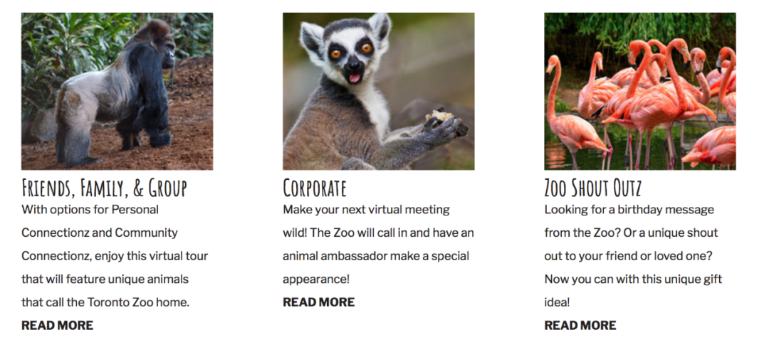 灯丝儿快来!多伦多动物园的“尸香魔芋”要开花了! 灯丝儿快来!多伦多动物园的“尸香魔芋”要开花了!