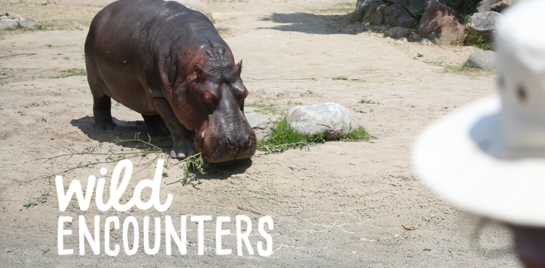 灯丝儿快来!多伦多动物园的“尸香魔芋”要开花了! 灯丝儿快来!多伦多动物园的“尸香魔芋”要开花了!