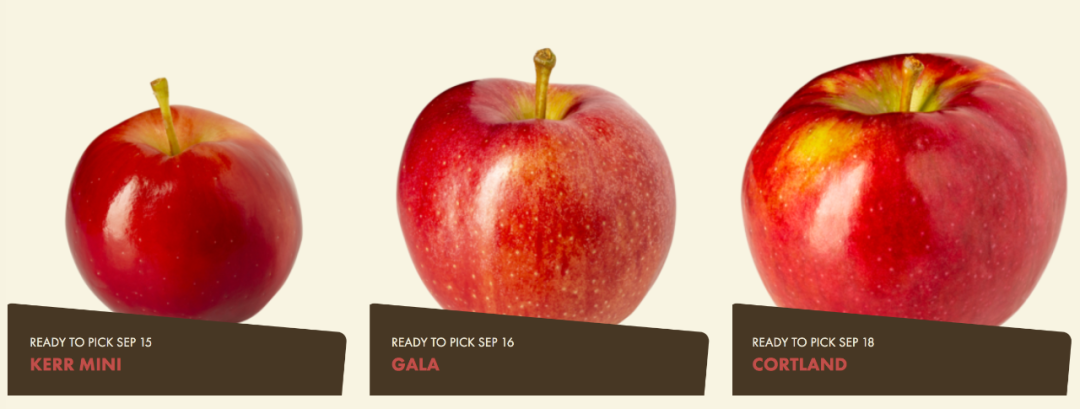 多伦多摘苹果农场盘点：Brooks Farm妥妥C位！周周有主题！